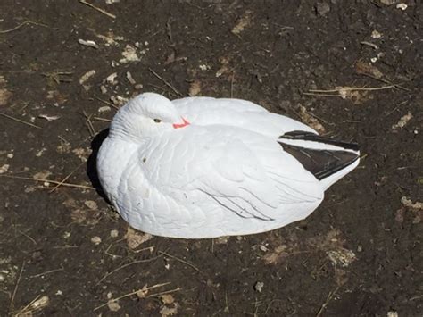 **FREE SHIPPING** Sleeper Snow Goose Shell Decoys by .